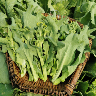 重庆农家新鲜嫩白菜苔现摘白菜尖白菜心高山农家自种绿叶蔬菜贵州