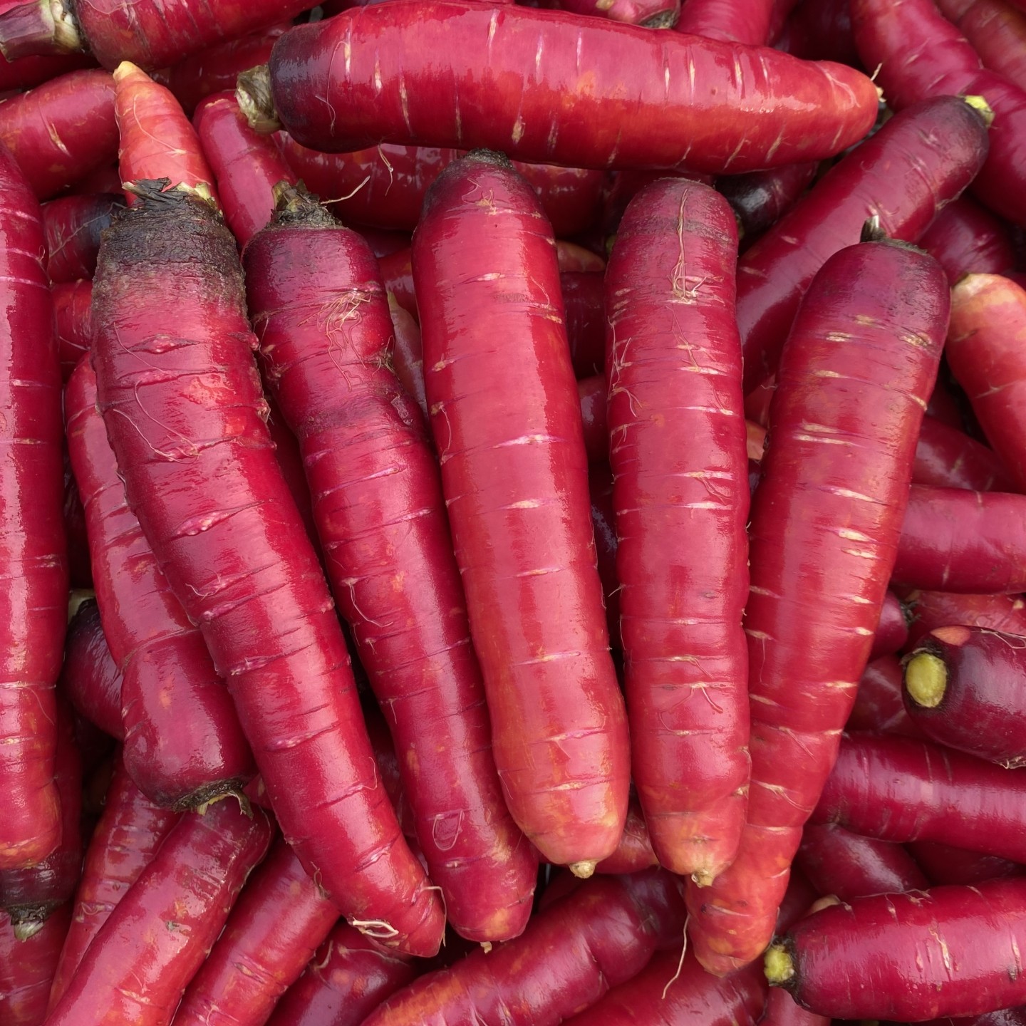 重庆土胡萝卜红皮红肉本地老品种农家新鲜蔬菜食用农产品甜脆萝卜,水产肉类/新鲜蔬果/熟食,萝卜/胡萝卜,淘宝优惠券,粉丝福利购,淘宝优惠卷