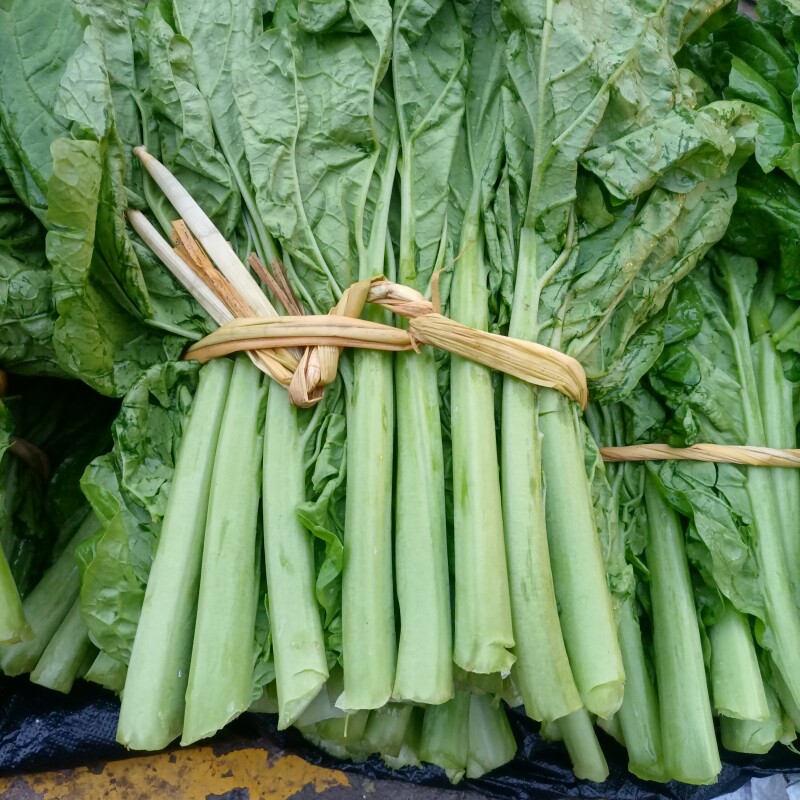 农家自种大叶青菜新鲜四川青菜矮圆梗子可做泡酸菜煮粥炒牛肉鲜嫩
