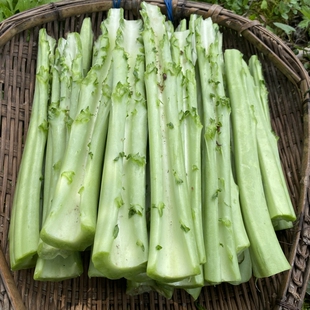 青菜梗梗新鲜现摘泡菜梗农家菜杆子重庆四川特产应季 蔬菜腌菜材料