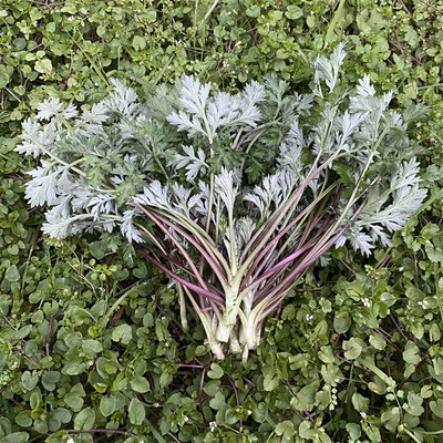 鲜嫩蒿子草社饭原料鲜艾叶野生