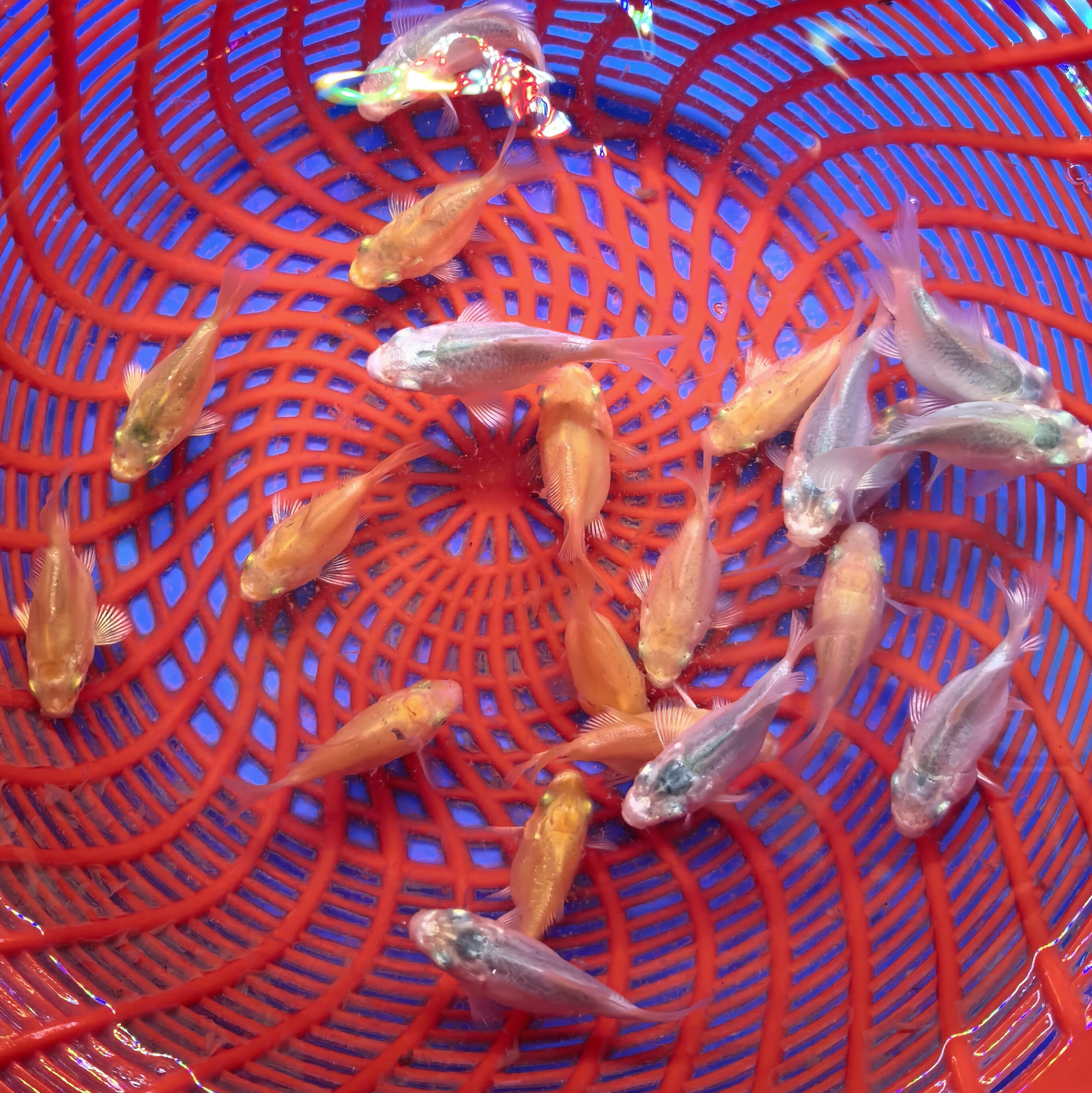 台湾蝴蝶鲤纯种活体普短身石膏白大鳍大尾冷水锦鲤好养观赏鱼