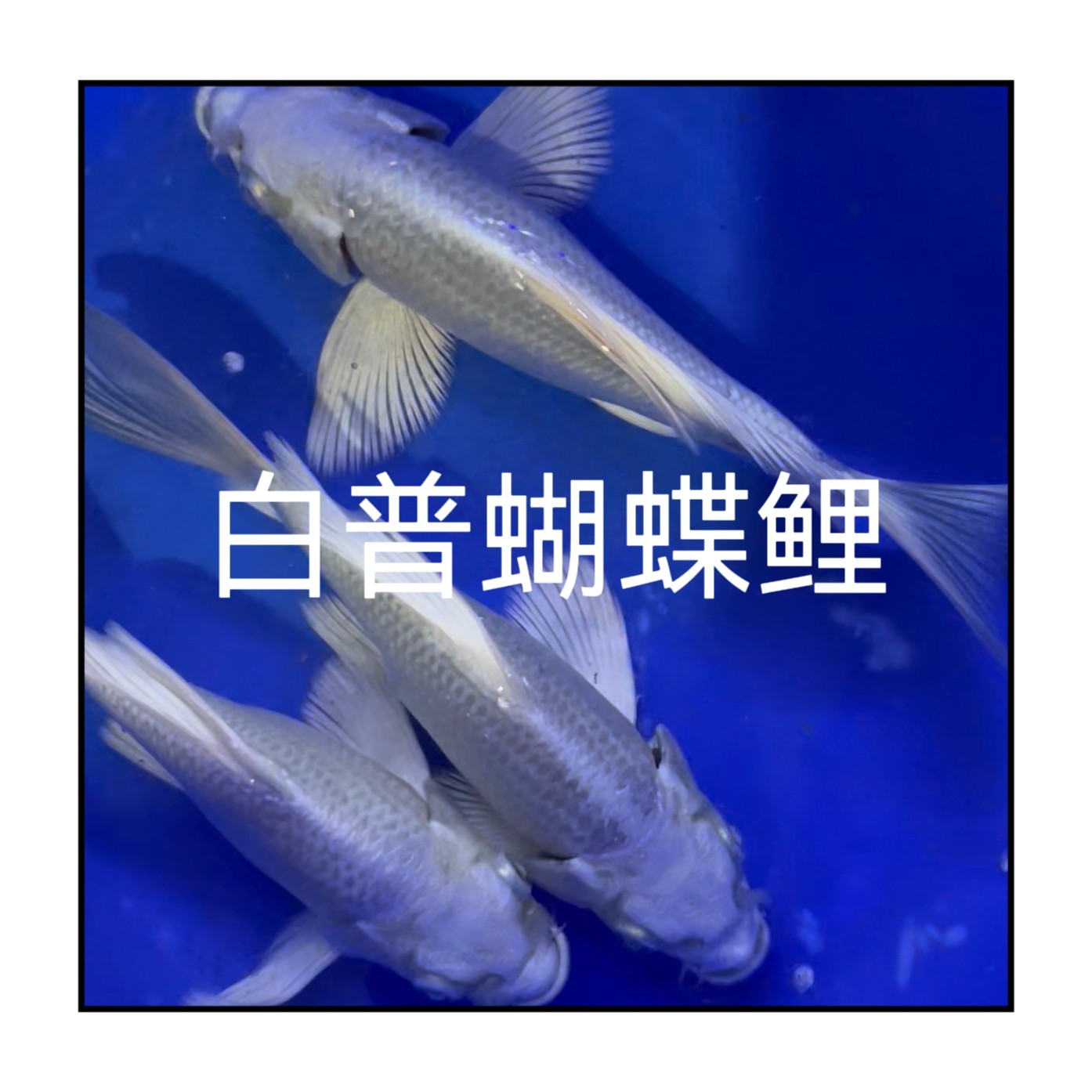 白普蝴蝶鲤观赏鱼,宠物/宠物食品及用品,鱼,淘宝优惠券,粉丝福利购,淘宝优惠卷