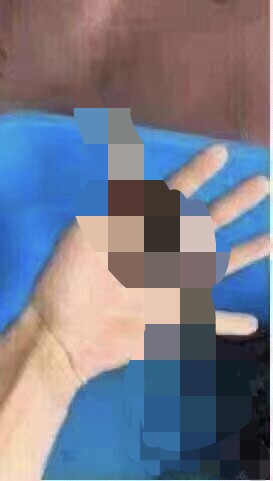 宠物鳄鱼龟 小鳄龟苗 小鳄龟 活体小鳄龟 龟苗 小鳄龟杂佛鳄鱼龟