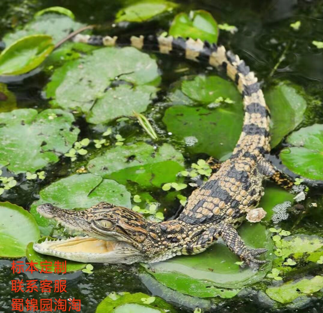 活人工养殖整条鳄鱼龟幼苗宠物活苗鳄鱼龟宠物活体霸气凶猛包活包