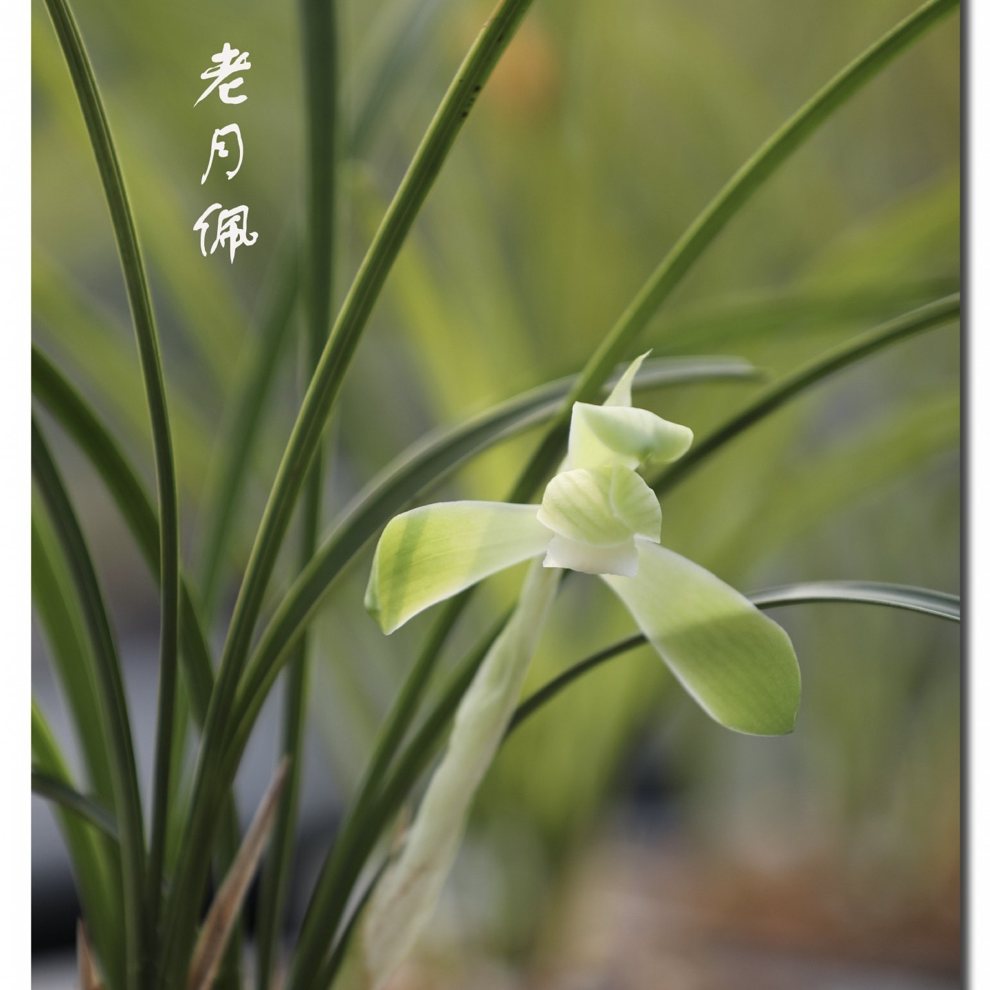春兰老月佩兰花国兰老种铭品绿植园艺花卉盆栽好养易活室内浓香型