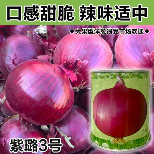 紫皮洋葱种种子大全红皮特