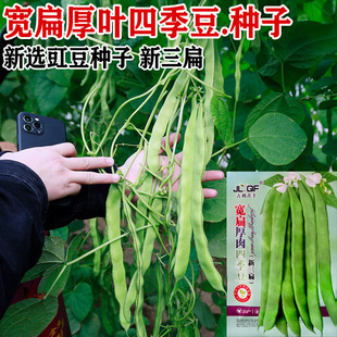 宽扁豆角种孑大扁豆种籽东北芸豆种籽大刀豆角种子农家豆角籽种子