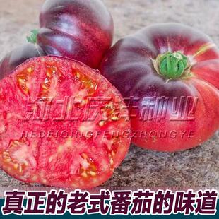 古老的切诺基印第安传家宝番茄魅影二号西红柿种子口感柿子生吃甜