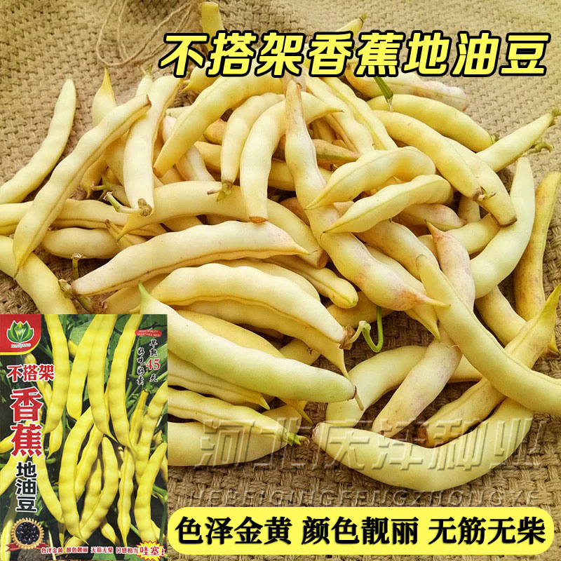不搭架地油豆种子黄金钩架豆面香