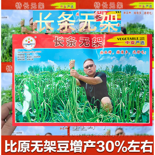 无架豆角种子长豇豆种籽地豆蔬菜种孑春秋季四季种不用搭架得豆角