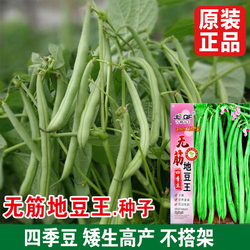 地豆无筋豆四季播种不用搭架子