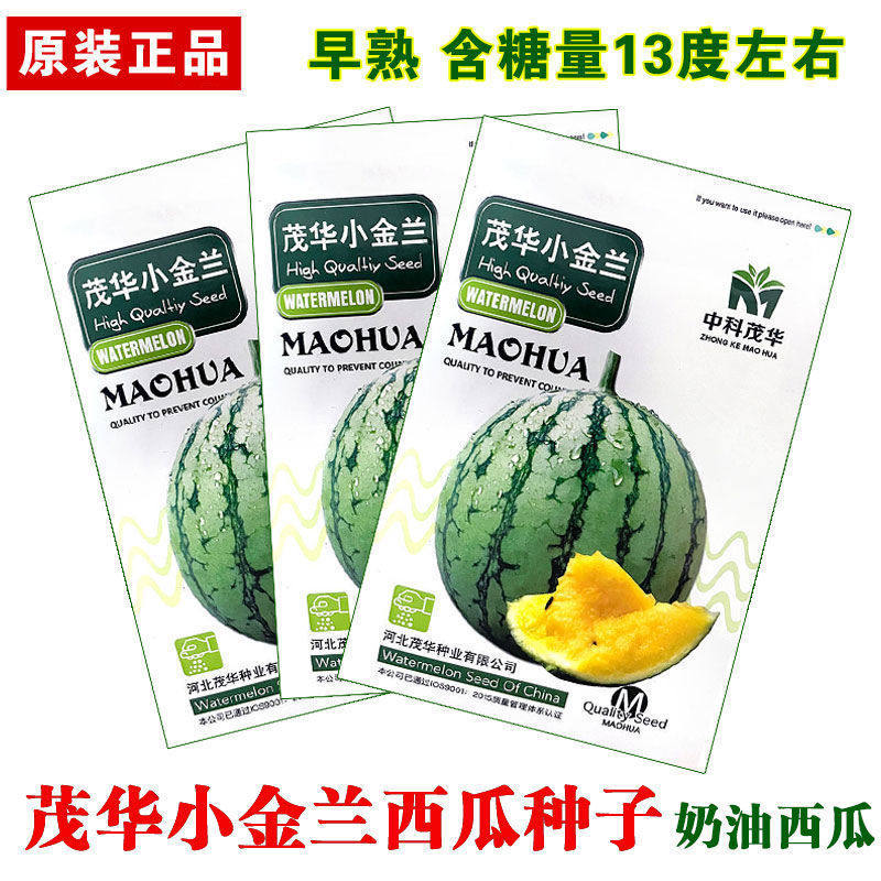 茂华小金兰花皮小西瓜种子薄皮黄瓤奶油种孑四季盆栽早熟抗裂
