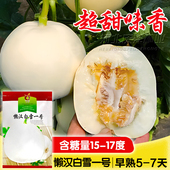 白沙蜜甜瓜种子懒汉甜瓜种子白雪一号脆甜好吃产量高春天水果种籽