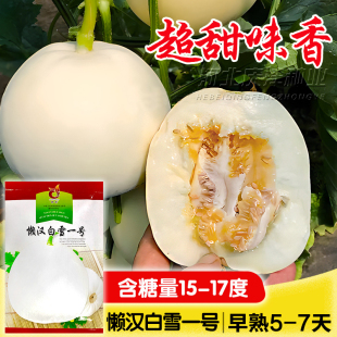 白沙蜜甜瓜种子懒汉甜瓜种子白雪一号脆甜好吃产量高春天水果种籽