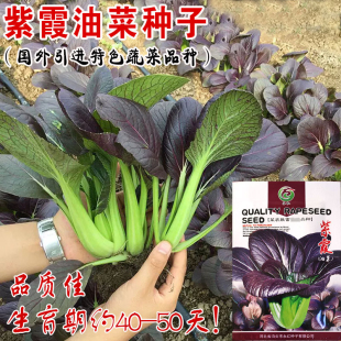 鸡毛菜孑四季 四季 籽种 蔬菜紫油菜种籽秋冬季 紫霞油菜种子春季