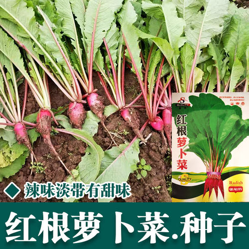 东北蘸酱菜水萝卜红根萝卜