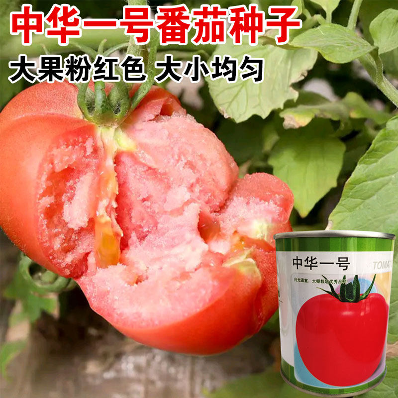 番茄种籽西红柿种子抗病毒粉红耐寒大果高产好硬度高中华一号番茄
