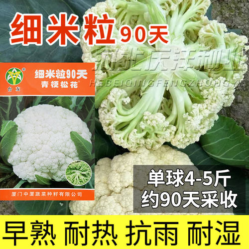 台友细米粒青梗80天90天花菜种子