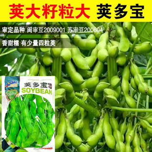 大粒荚多宝绿毛豆种子大荚青黄豆种籽青豆菜豆高产早熟春播蔬菜孑