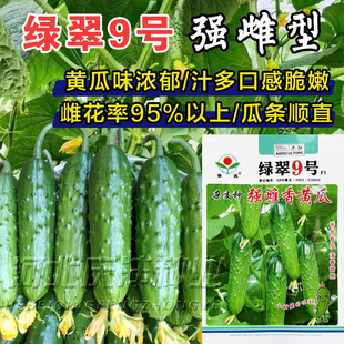 强雌香黄瓜种子夏季播种四季绿翠9号蔬菜高产水果黄瓜旱黄瓜种子