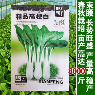 长梗白菜种子壶瓶长梗白种籽花叶高梗白高杆箭杆小白菜青菜蔬菜孑