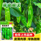 薄皮辣椒种子牛角椒辣椒苗炒肉辣椒种籽四季 播早熟青椒高产蔬菜孑