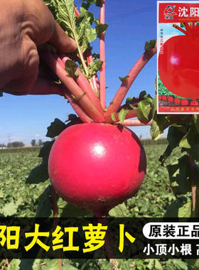 沈阳红色萝卜水果种子