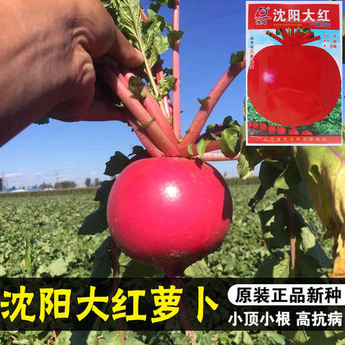 沈阳红色萝卜水果种子