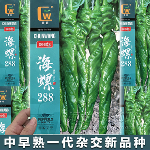 海螺288螺丝椒种子薄皮质脆早熟大果陇椒籽高产香辣辣椒种子特大
