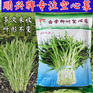 正宗白梗空心菜种子柳叶四季高产白骨通心菜尖叶耐热耐寒白杆雍菜