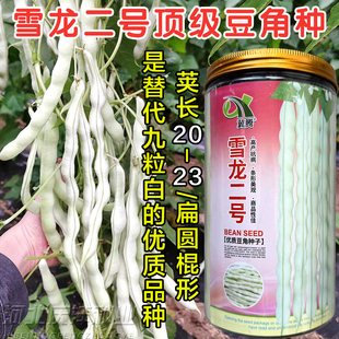 高产特长九粒白种子芸豆种子四季豆雪龙二号白芸豆种子籽白豆角