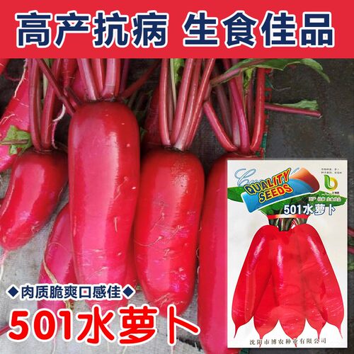 501水萝卜春秋播种脆脆好吃