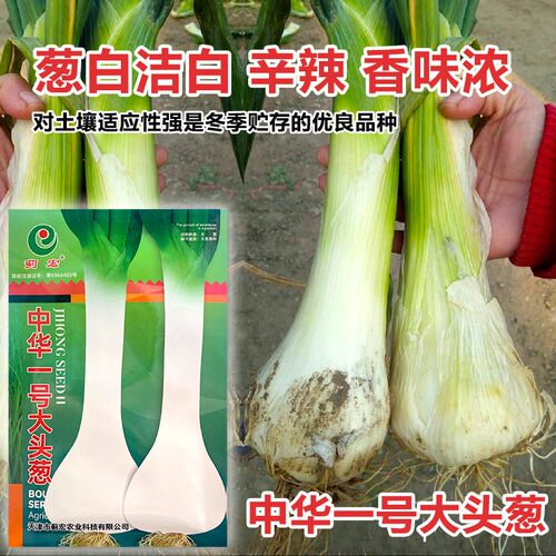 鸡腿大葱种子大头葱种籽