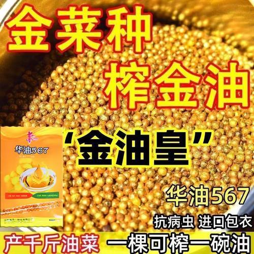 华油567榨油油菜种子高油率