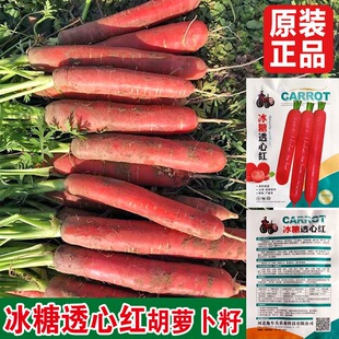 冰糖透心红胡萝卜籽秋季播种夏季蔬菜种子老品种三红胡萝卜种子