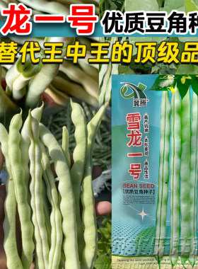 雪龙一号优质高产抗病豆角种子