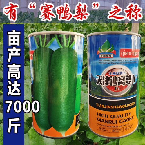 天津沙窝水果萝卜籽萝卜种子