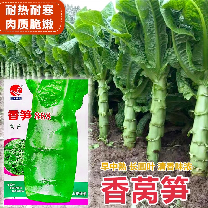 莴笋种子莴苣种籽特耐热抗高温尖叶香窝笋四川春夏季秋季蔬菜种孑