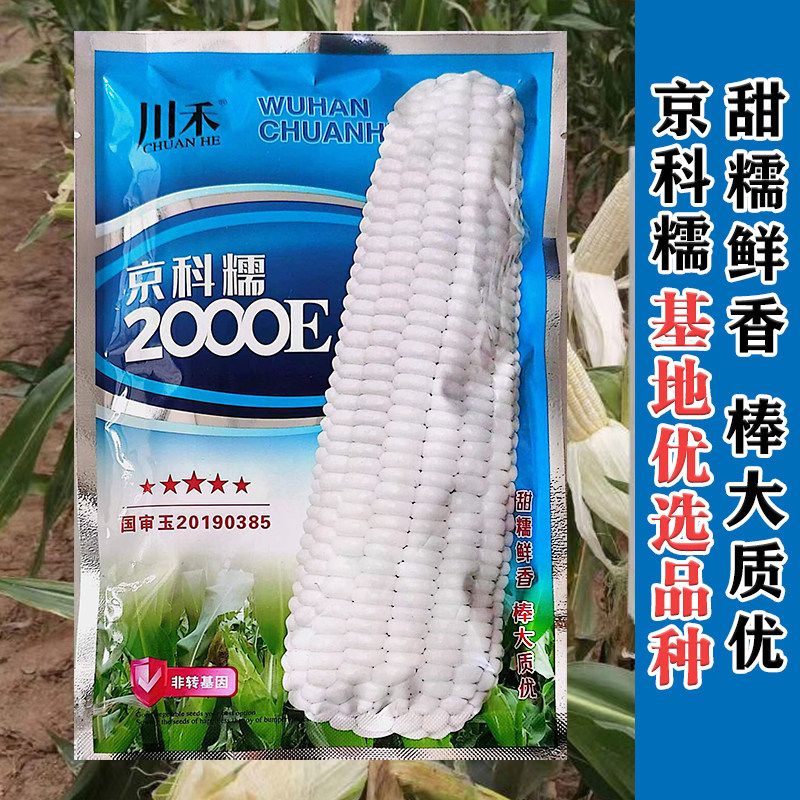 京科糯2000e白色玉米种籽糯水果玉米种子四季超甜粘农家包谷春播