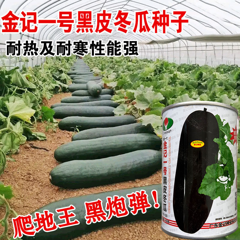 炮弹冬瓜种子广东黑皮冬瓜种籽特大巨型春秋春季四季蔬菜种孑杂交
