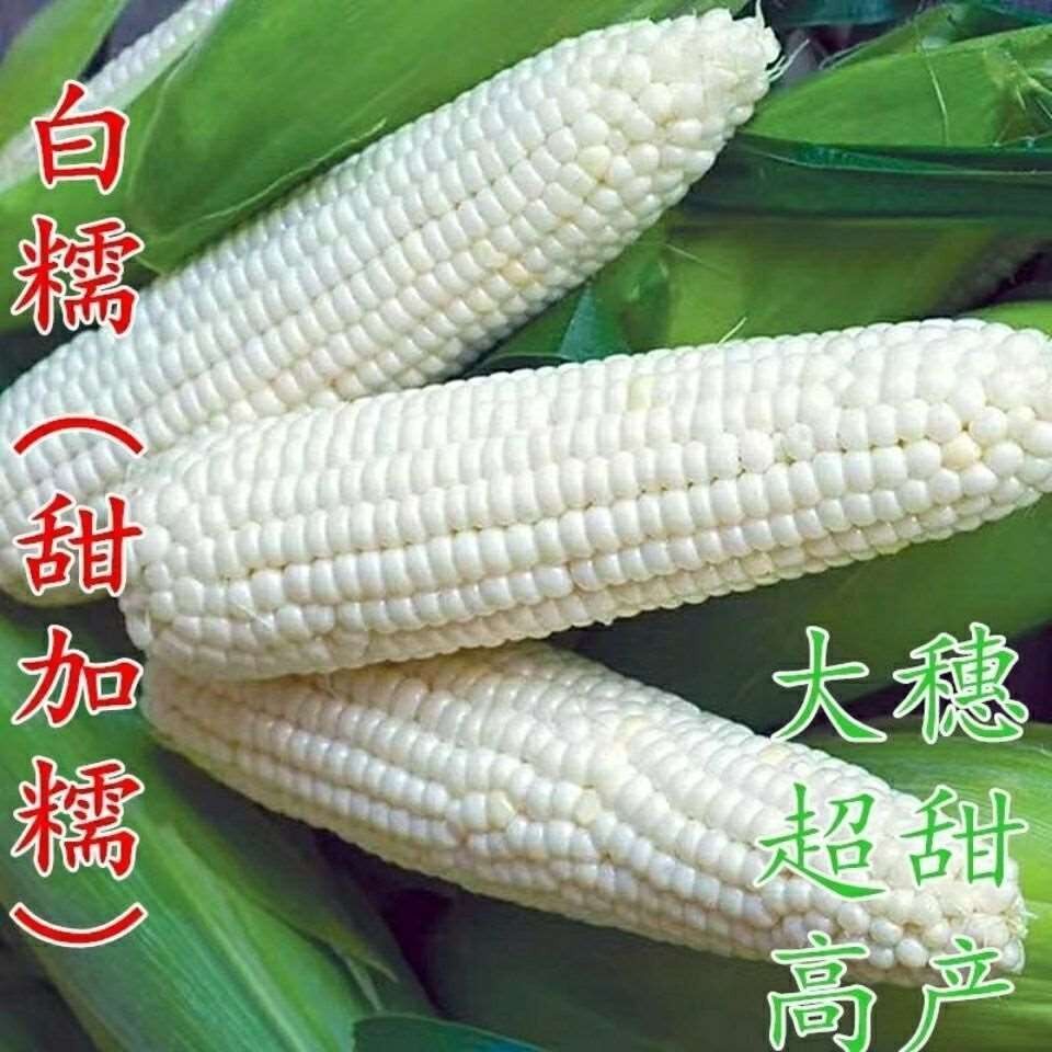 白甜加糯白玉米种子大棒型甜糯可口高产抗病春夏白色粘甜玉米种籽