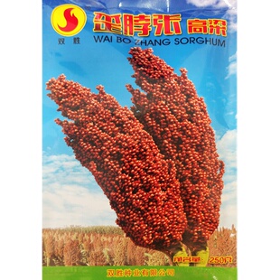 歪脖张高粱种籽红糯酿酒种子高产早熟抗旱五谷杂粮四季播种孑