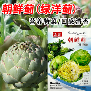 朝鲜蓟绿洋蓟种子营养特菜四季种植口感清香紫色朝鲜蓟种子绿洋蓟
