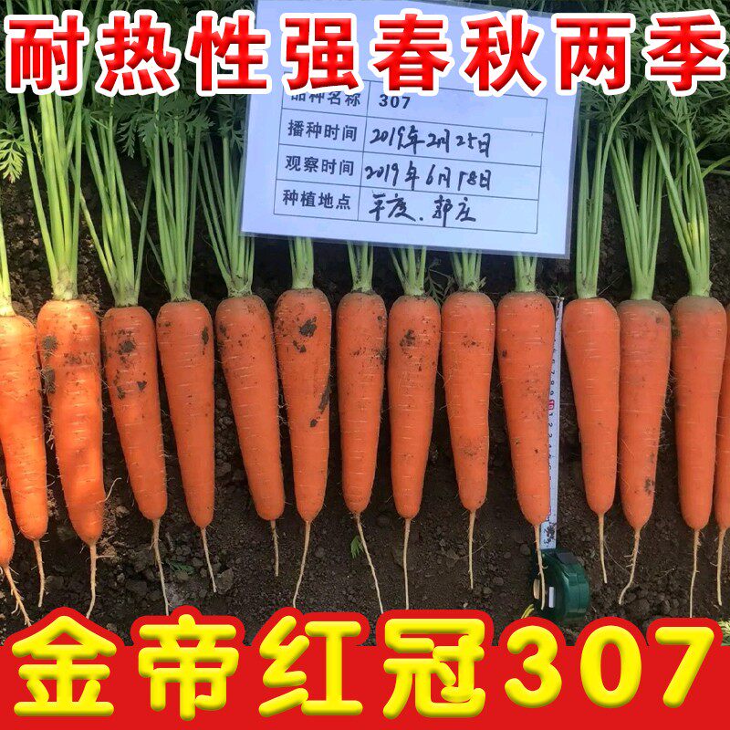 春播胡萝卜种子进口胡萝卜籽早熟高产三红率高红色胡萝卜农家蔬菜