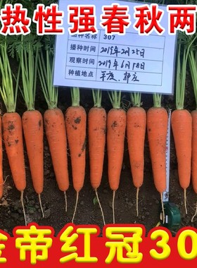 春播胡萝卜种子进口胡萝卜籽早熟高产三红率高红色胡萝卜农家蔬菜