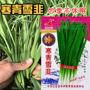 寒青雪韭白根韭菜种子四季不休眠韭菜籽高宽叶产抗寒抗病韭菜种子