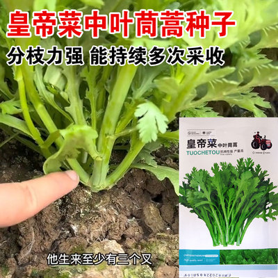 皇帝菜中叶茼蒿种子青菜种籽