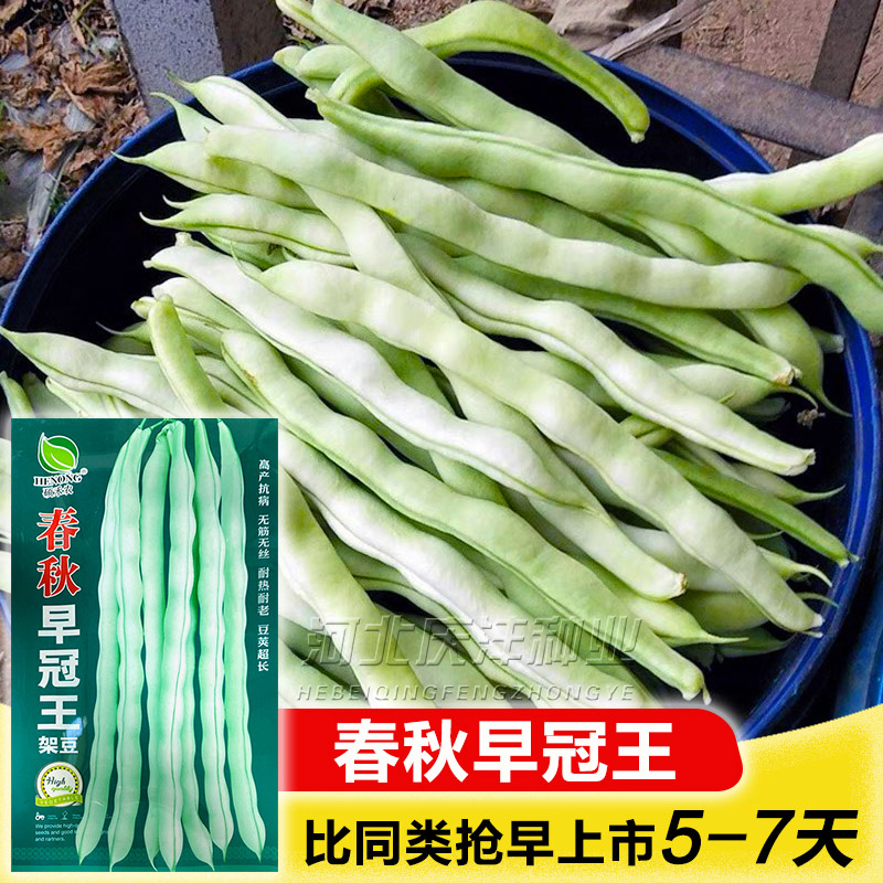 摘不败九粒白芸豆种子四季豆菜豆种籽早熟春秋早冠王田园爬藤蔬菜