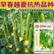 强雌抗热丝瓜种子长丝瓜种籽春夏季 蔬菜种子孑 庭院种植菜种籽四季